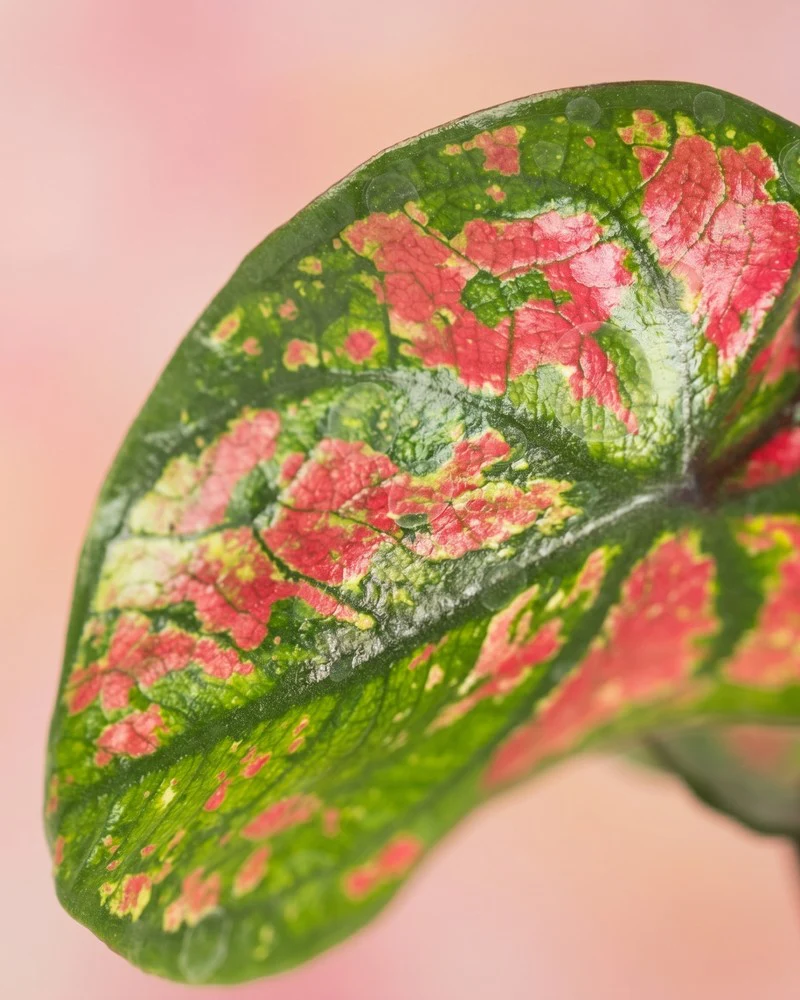 Baby Caladium gemischt (3er Set) - Image 4