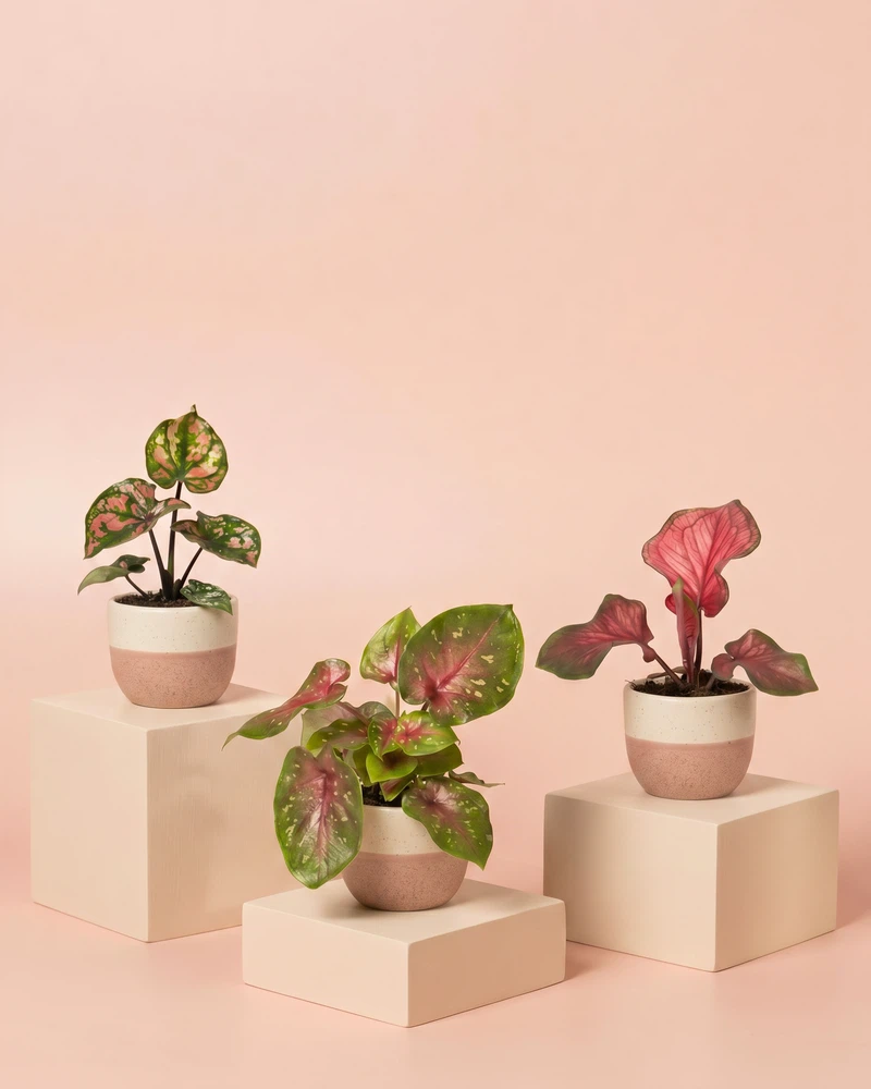 Baby Caladium gemischt (3er Set) - Image 5