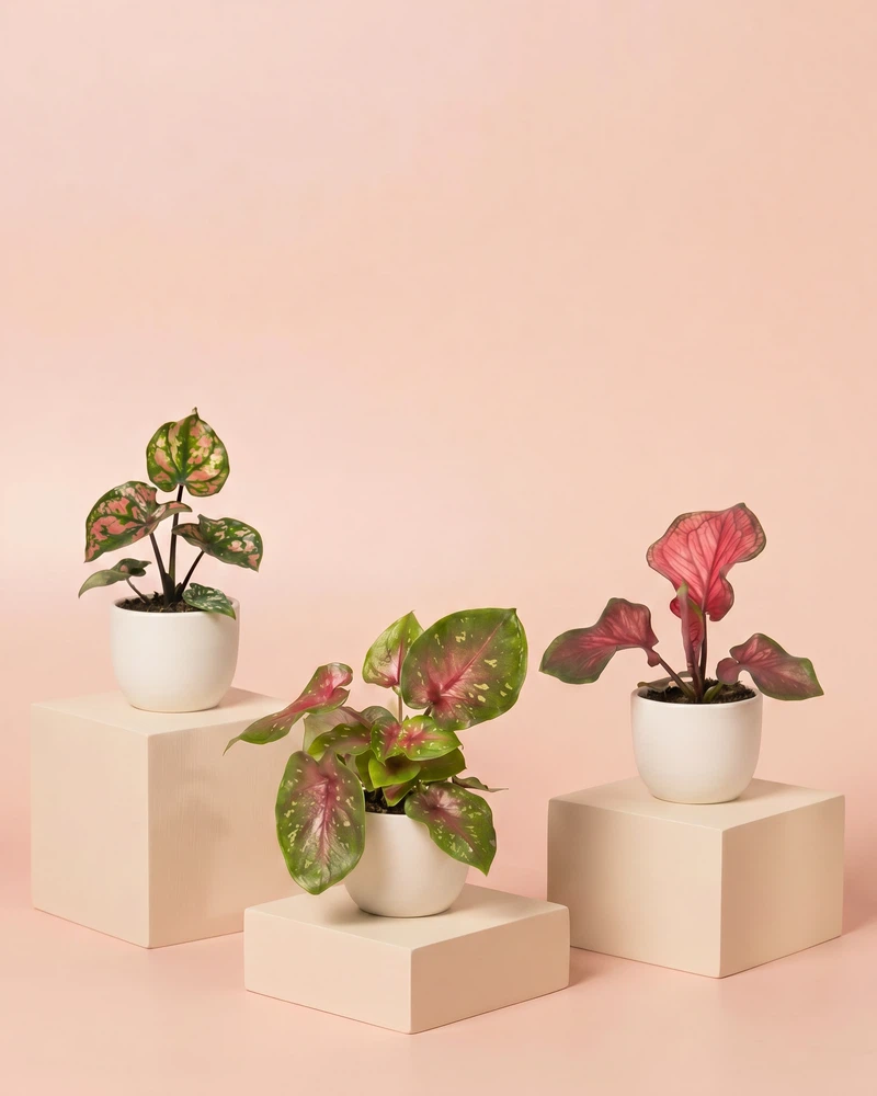 Baby Caladium gemischt (3er Set) - Image 6