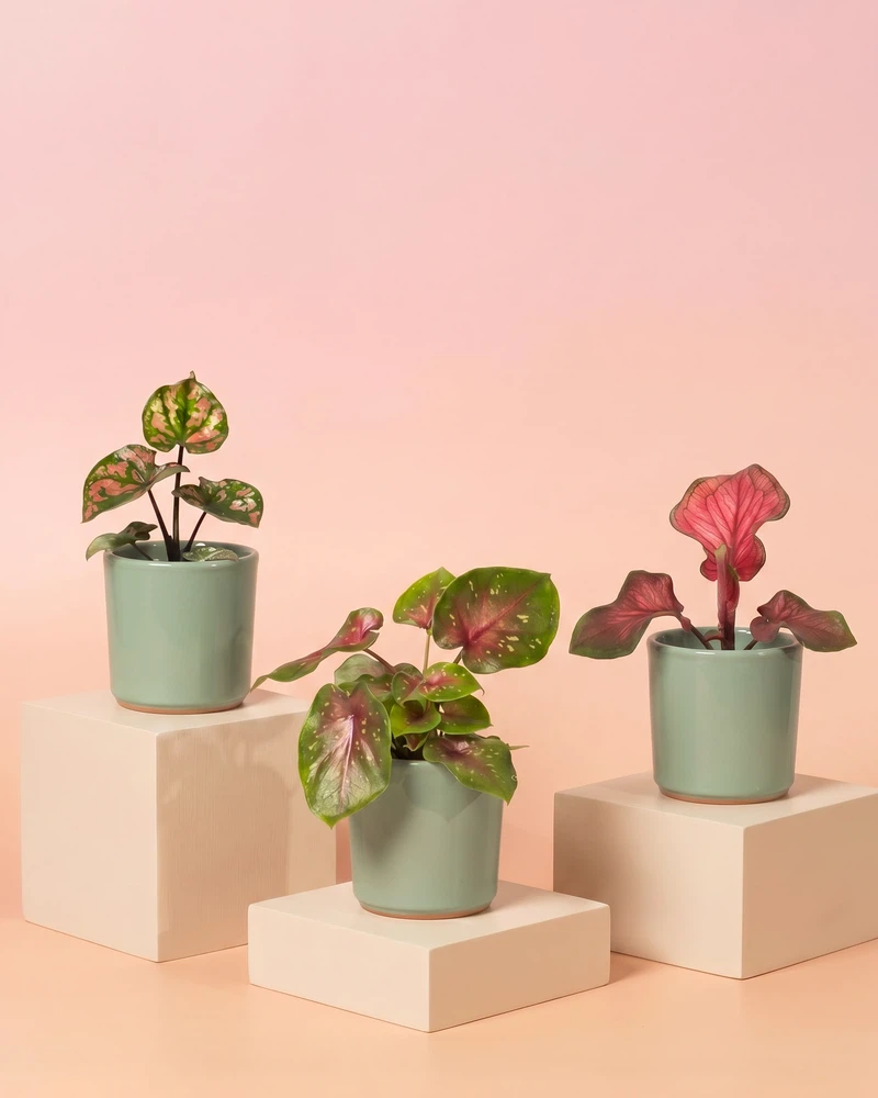 Baby Caladium gemischt (3er Set) - Image 7