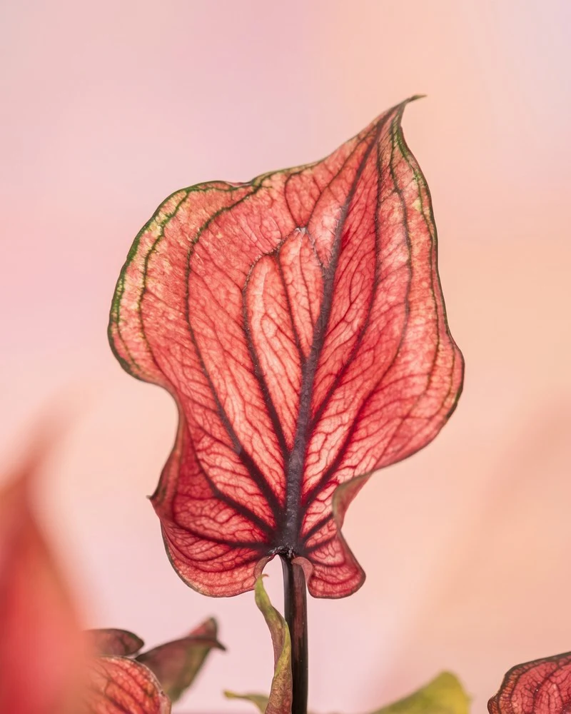 Baby Caladium gemischt (3er Set) - Image 9
