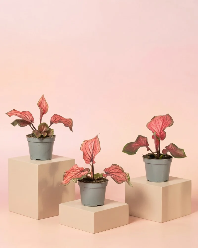 Baby Caladium 'Lucia' (3er Set) - Image 3