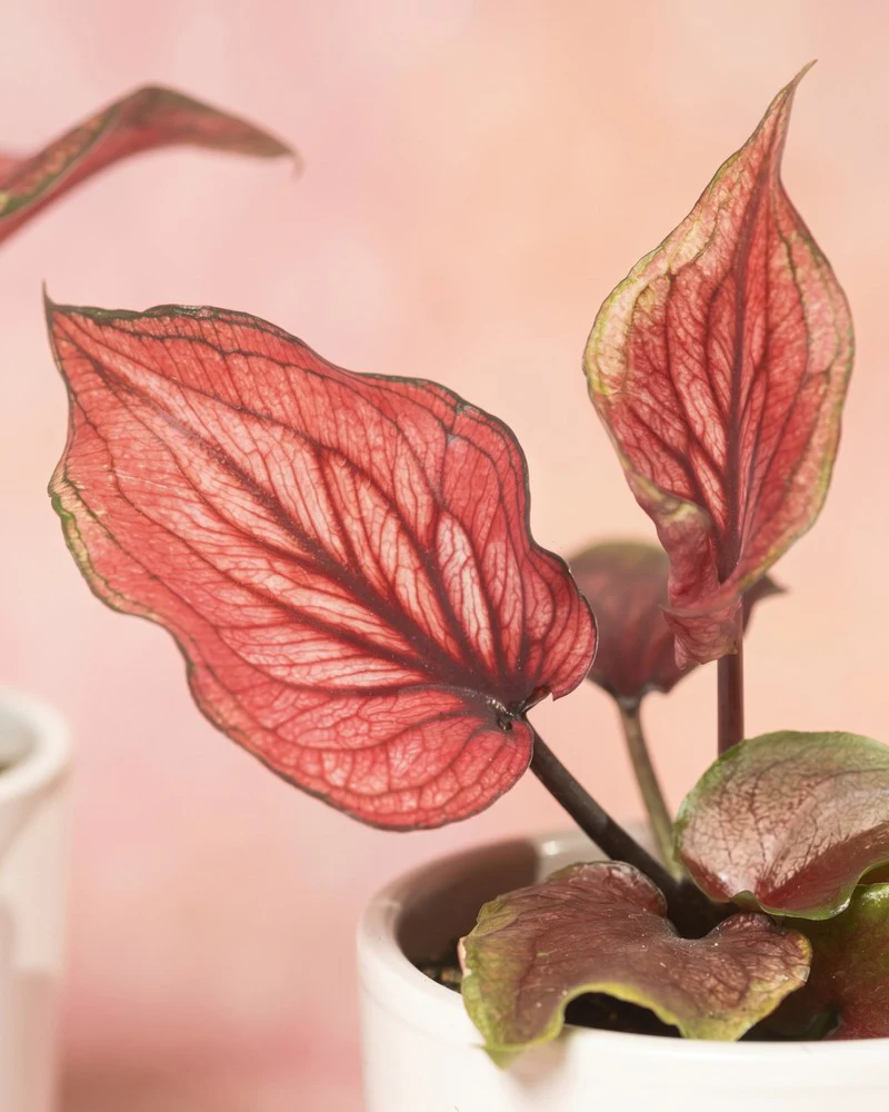 Baby Caladium 'Lucia' (3er Set) - Image 4