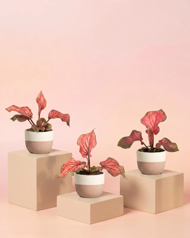 Baby Caladium 'Lucia' (3er Set) - Image 5