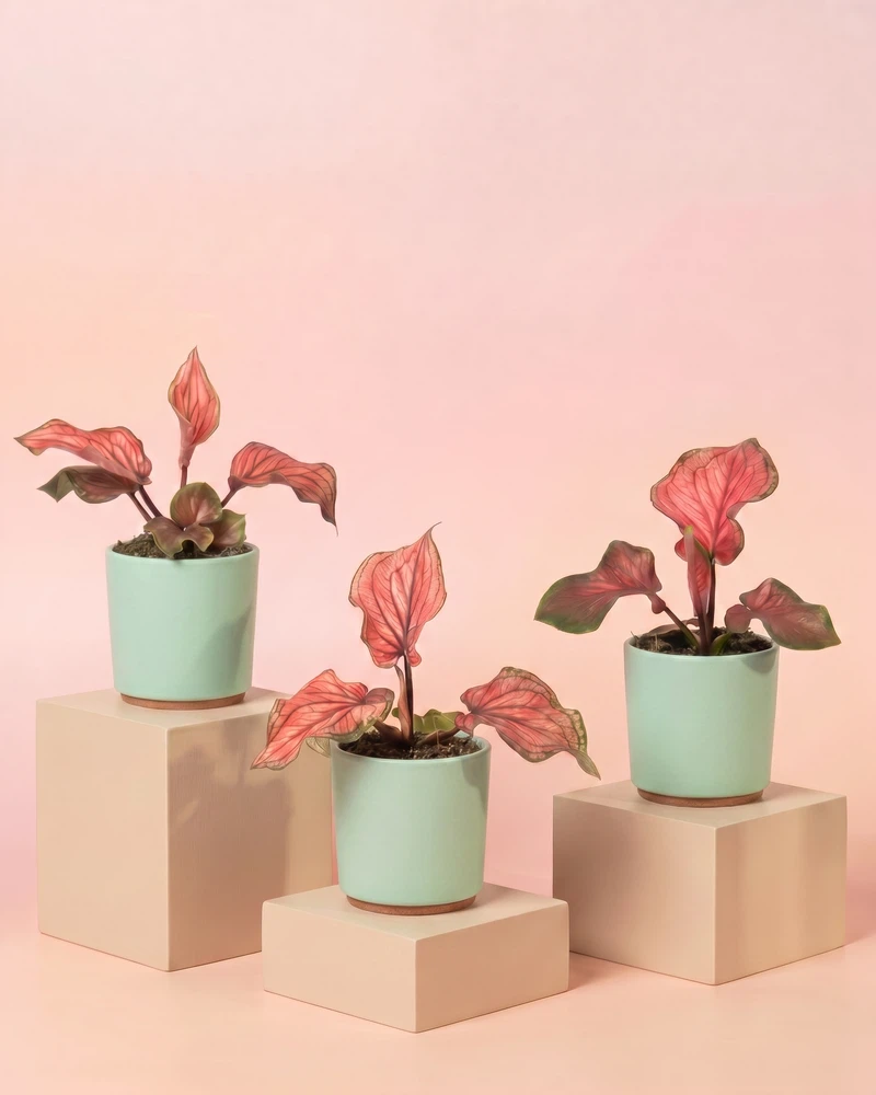 Baby Caladium 'Lucia' (3er Set) - Image 7