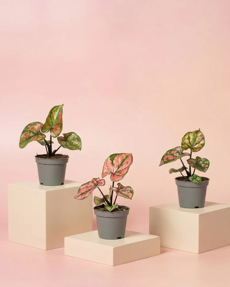 Baby Caladium 'Purple Light' (3er Set) - Image 3