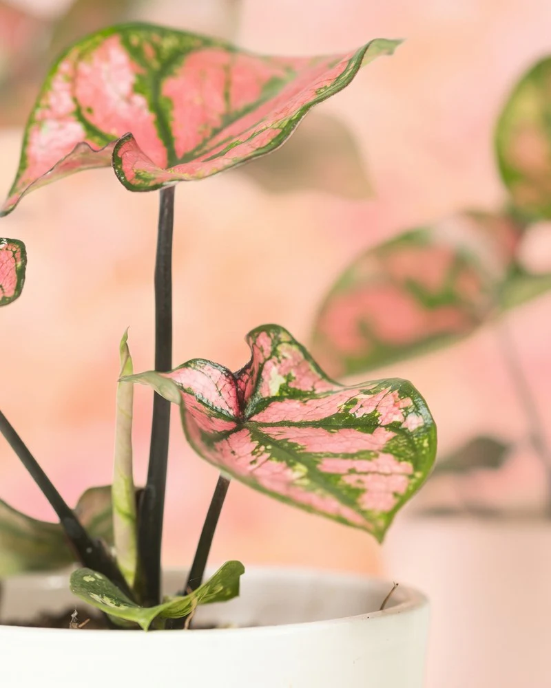 Baby Caladium 'Purple Light' (3er Set) - Image 9