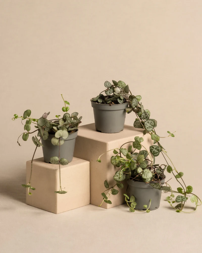 Baby Leuchterpflanzen (3er Set) - Image 3