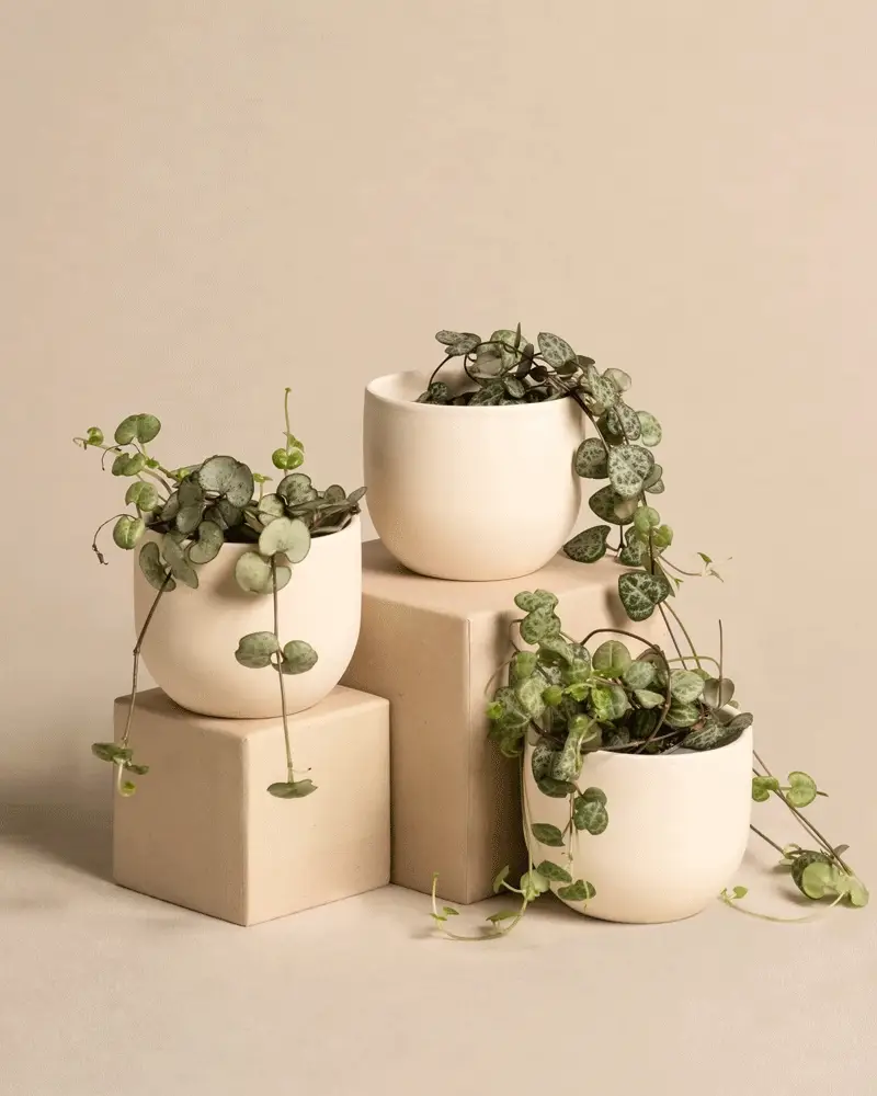 Baby Leuchterpflanzen (3er Set) - Image 6