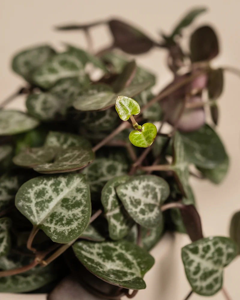 Baby Leuchterpflanzen (3er Set) - Image 8