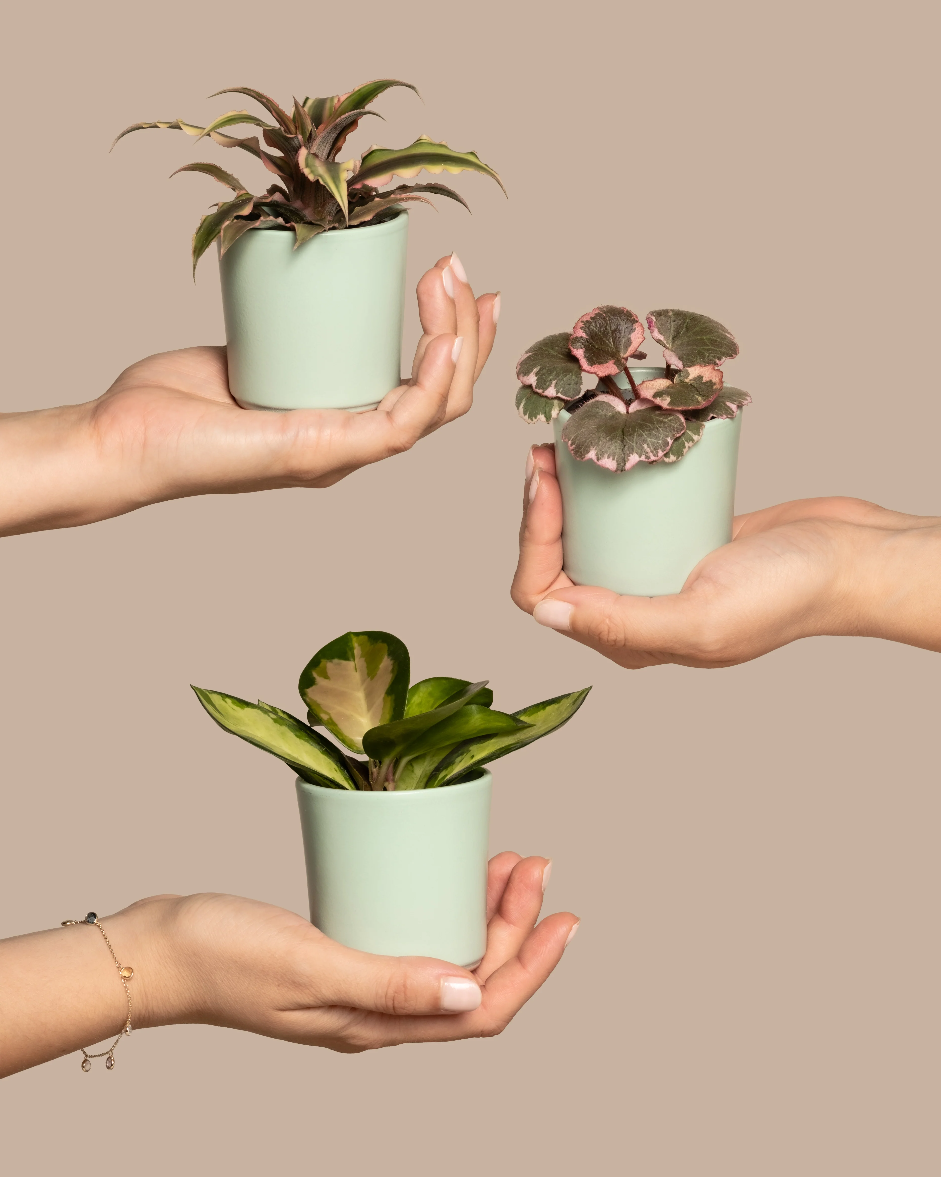 Rosa Babypflanzen (3er Set)