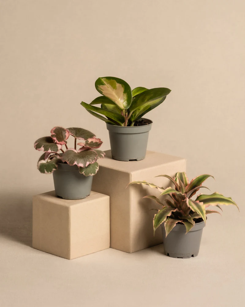 Rosa Babypflanzen (3er Set) - Image 3