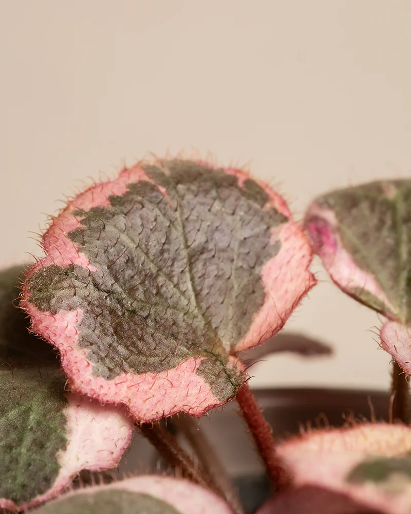 Rosa Babypflanzen (3er Set) - Image 8