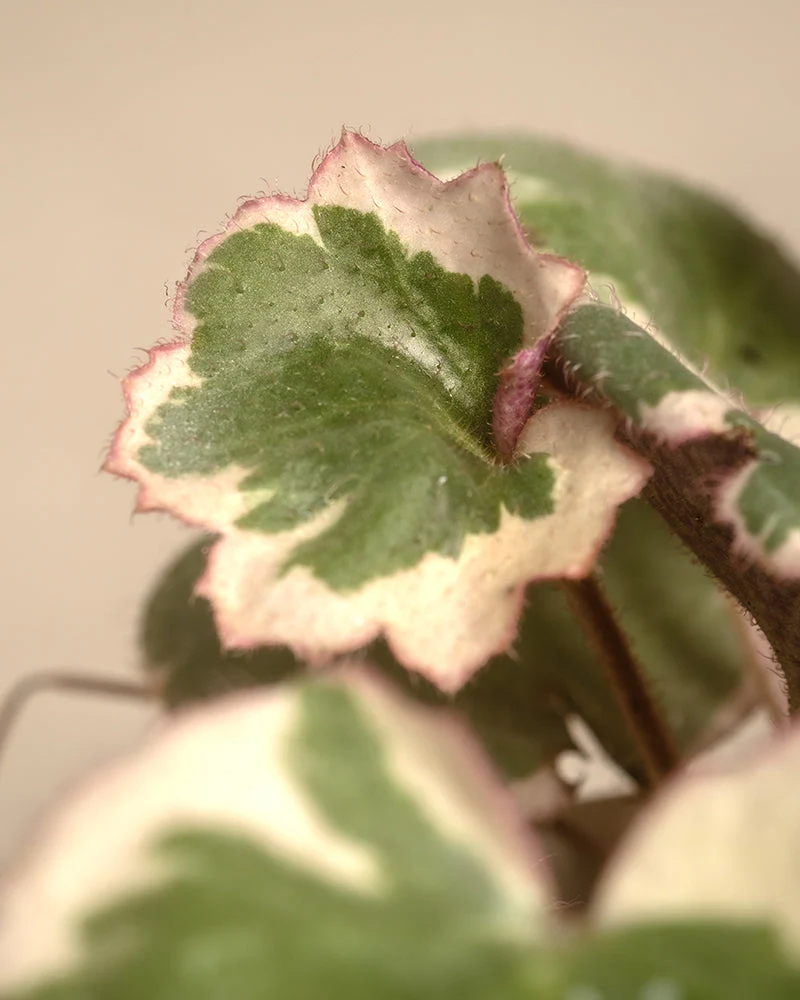 Rosa Babypflanzen (6er Set) - Image 7