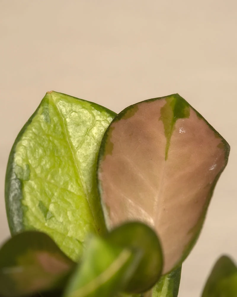 Rosa Babypflanzen (6er Set) - Image 8