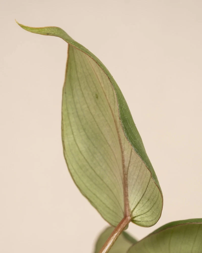 Babypflanzen-Trio Philodendron - Image 11