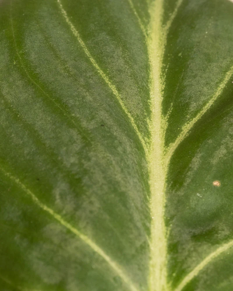 Babypflanzen-Trio Philodendron - Image 12
