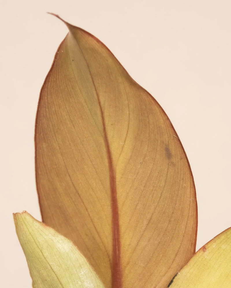Babypflanzen-Trio Philodendron - Image 16