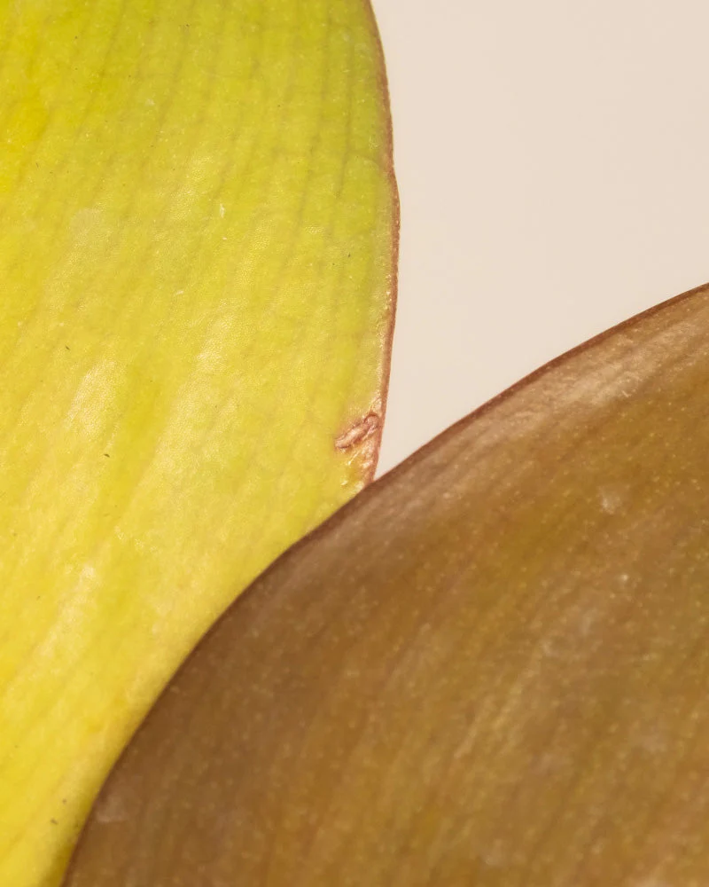 Babypflanzen-Trio Philodendron - Image 17