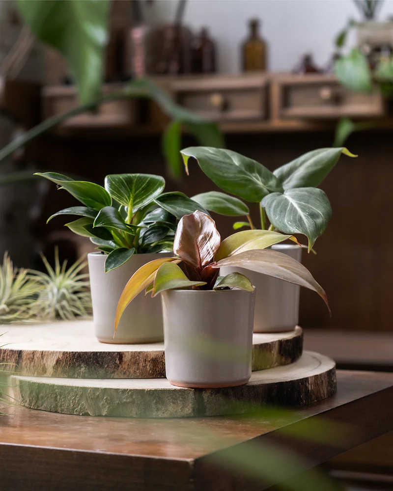 Babypflanzen-Trio Philodendron - Image 4