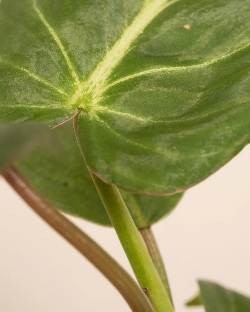 Babypflanzen-Trio Philodendron - Image 9