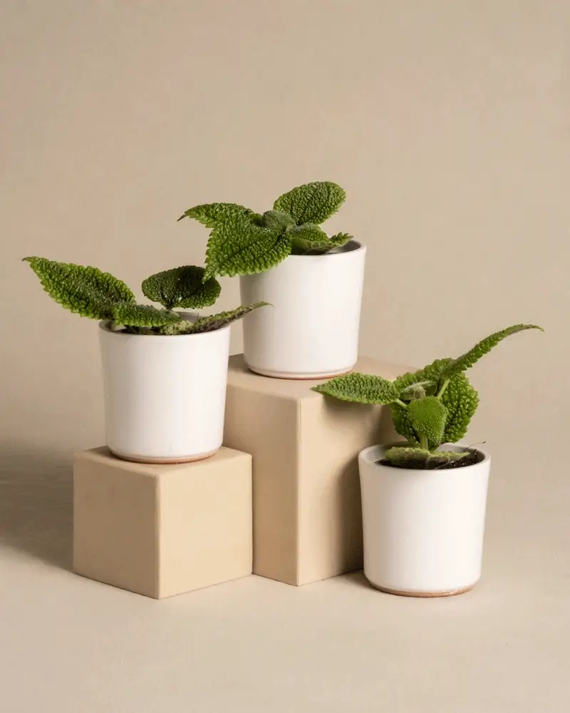 Babypflanzen-Trio: Pilea ‘Moon Valley’ - Image 5