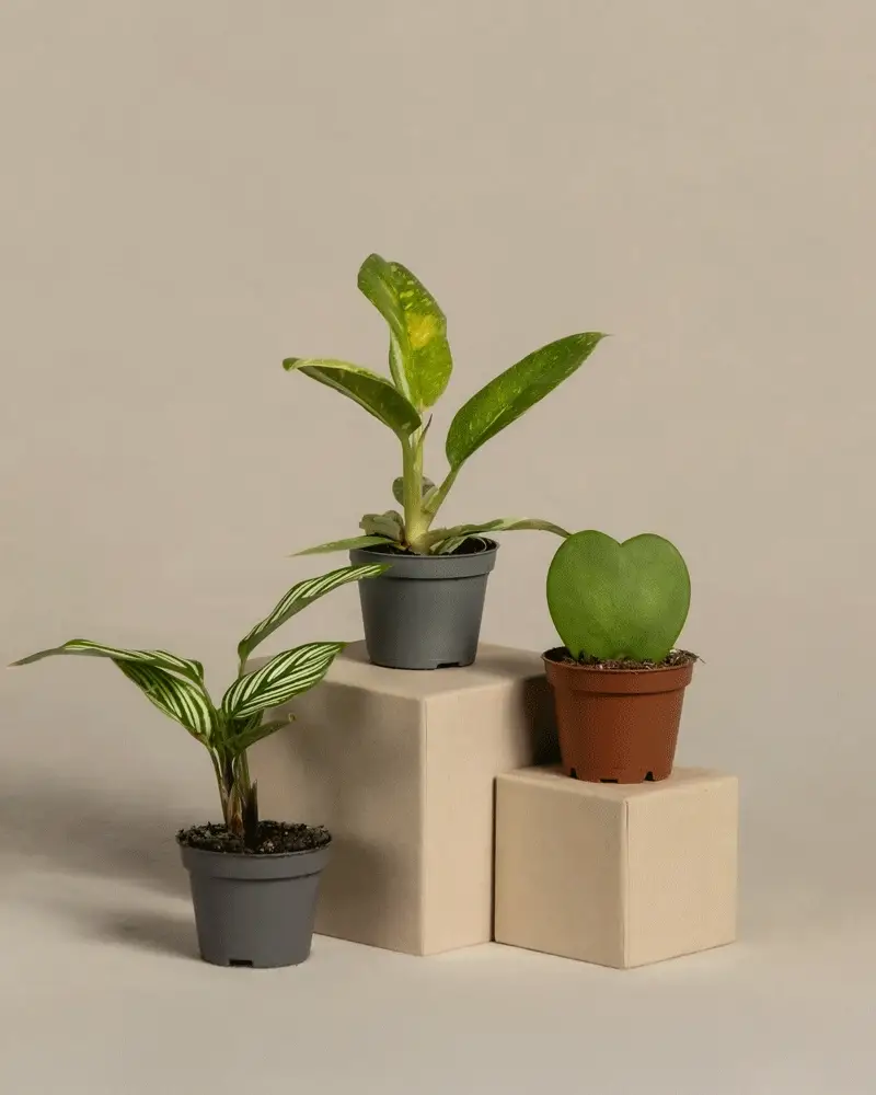 Überraschungs-Babypflanzen (3er Set) - Image 3