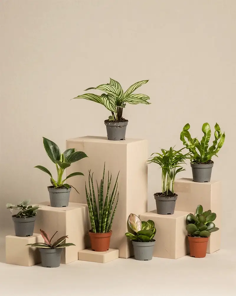 Überraschungs-Babypflanzen (9er Set) - Image 3