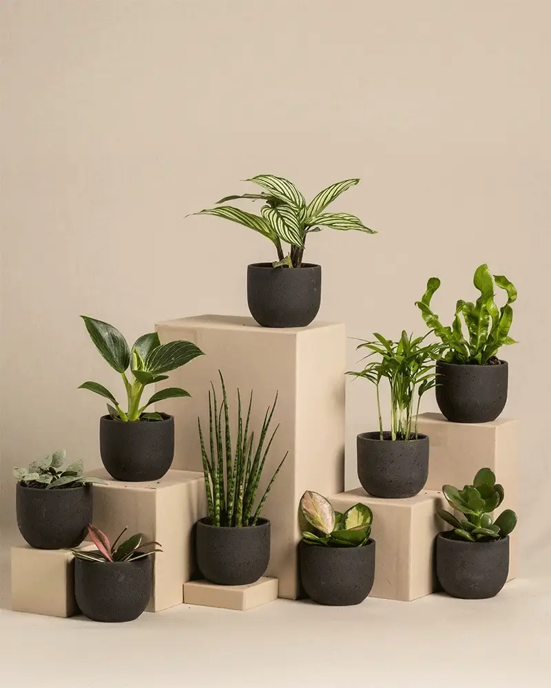 Überraschungs-Babypflanzen (9er Set) - Image 6