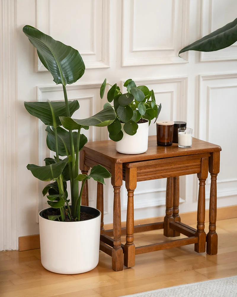 Balance Bundle - Image 10