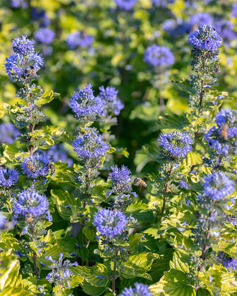 Blaue Bartblume - Image 2