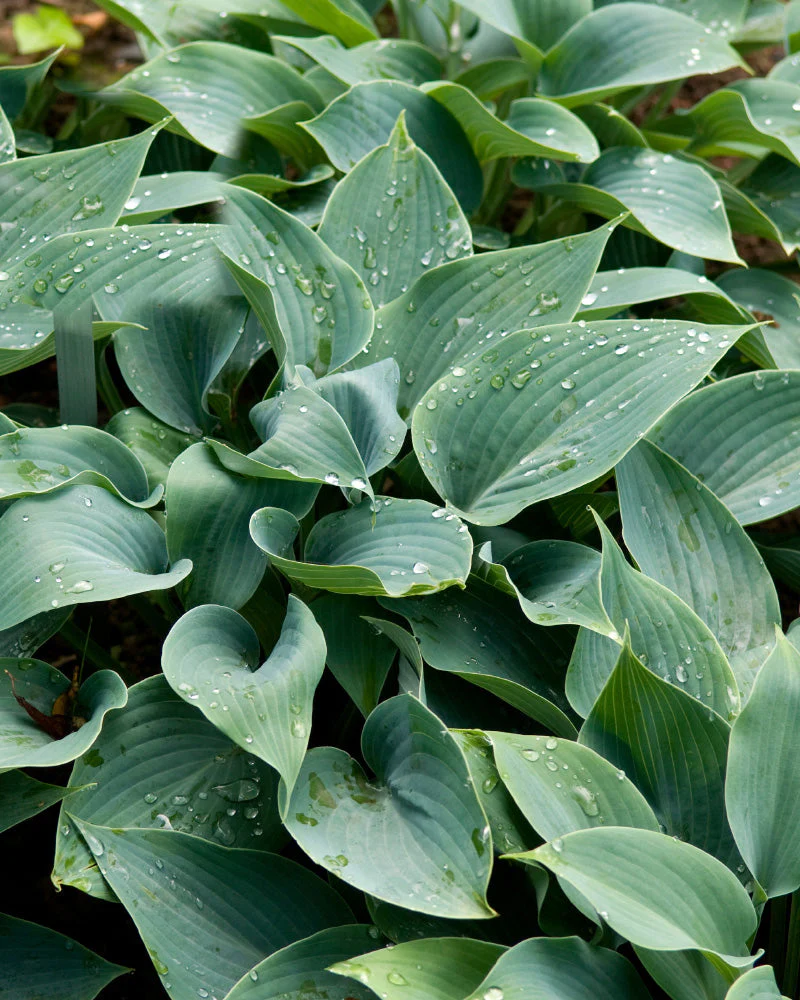 Blaue Hosta - Image 11
