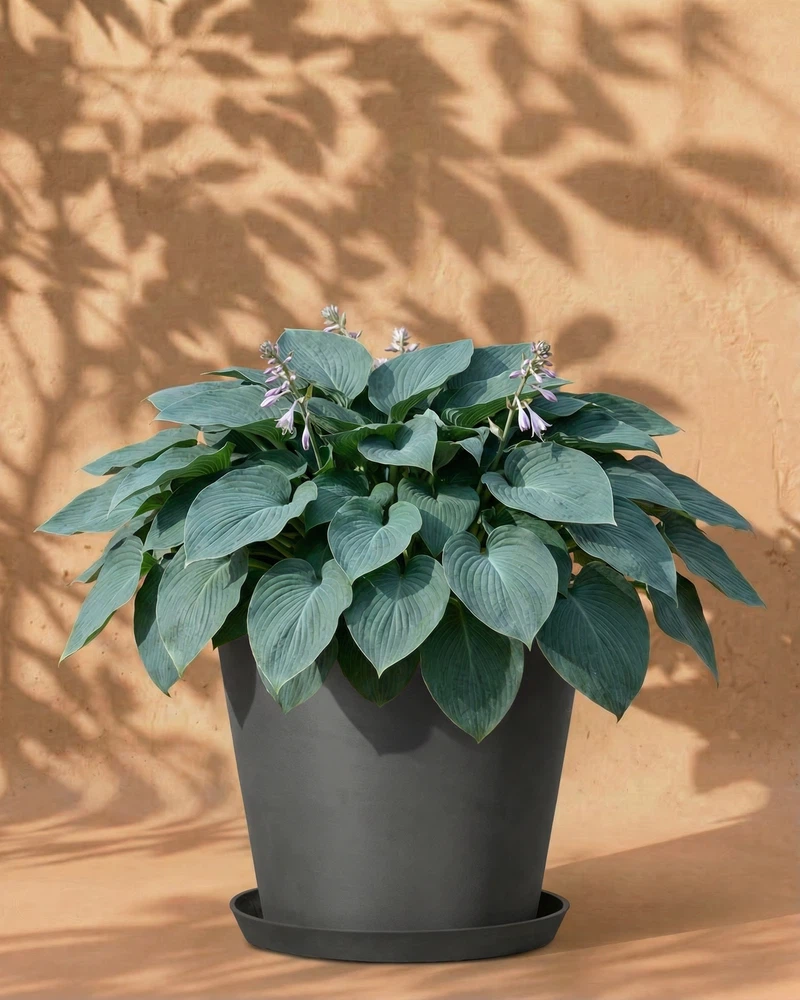 Blaue Hosta - Image 5