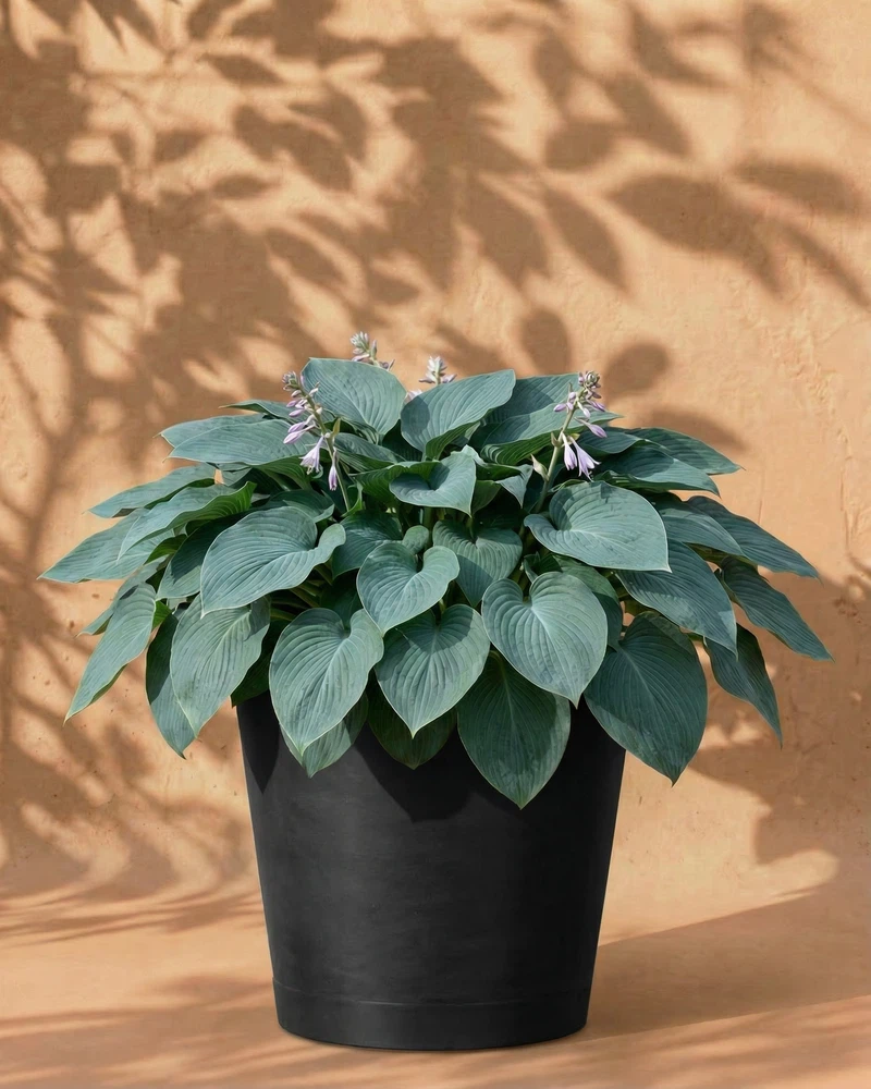 Blaue Hosta - Image 6