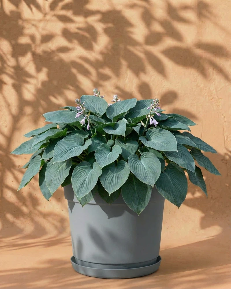 Blaue Hosta - Image 7