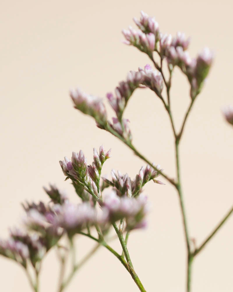 Wanderlust - Image 8