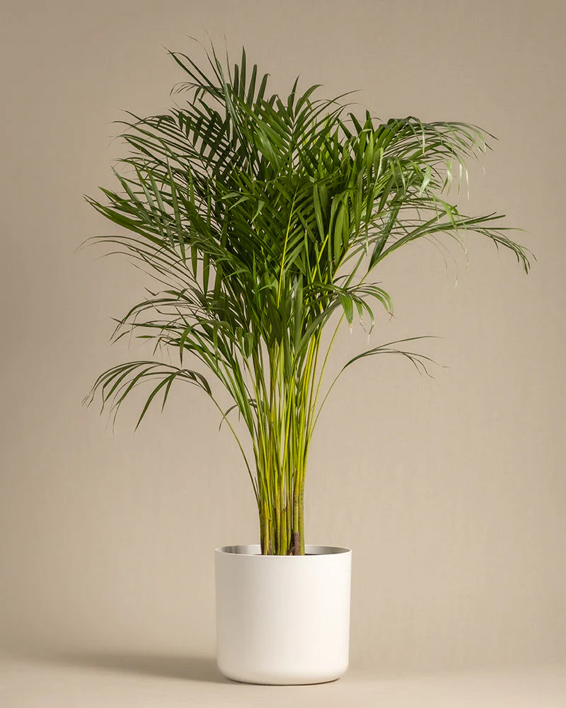 Kunststoff-Topf (Lumi | 30 cm ⌀) - Image 4