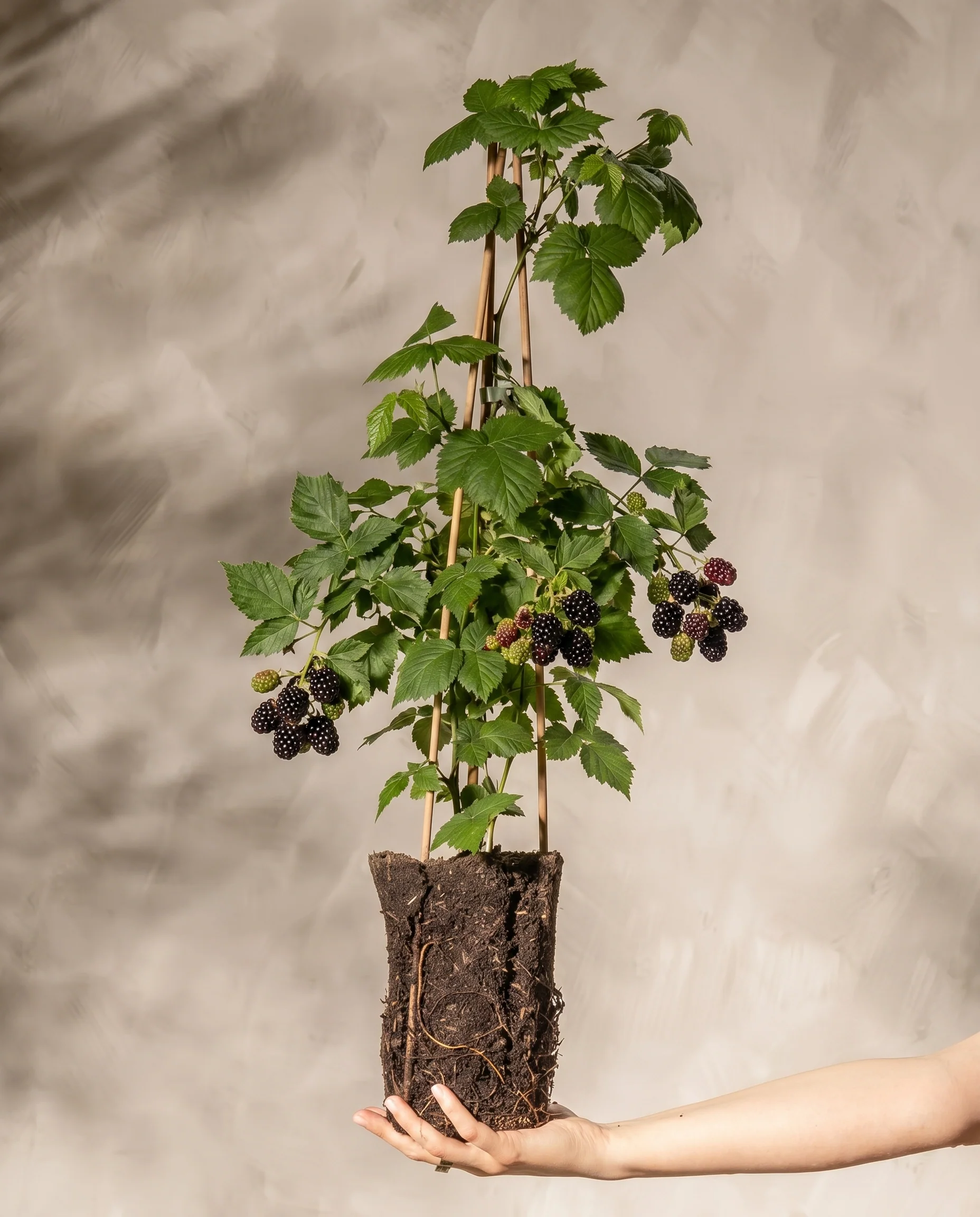 Brombeere