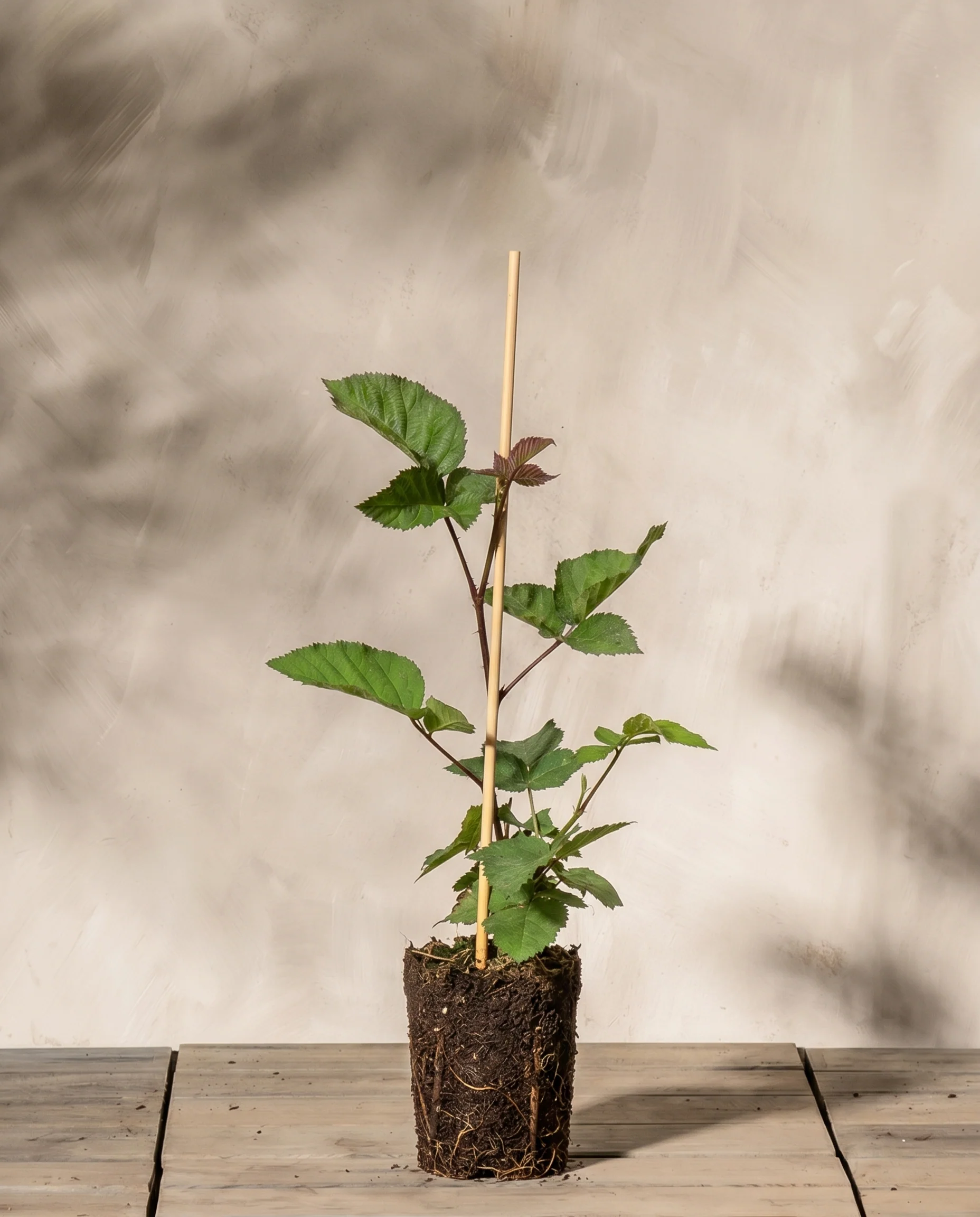 Brombeere - Image 3