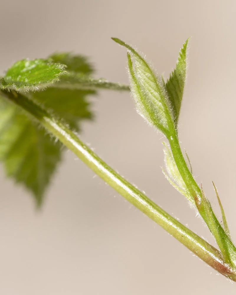Brombeere - Image 6