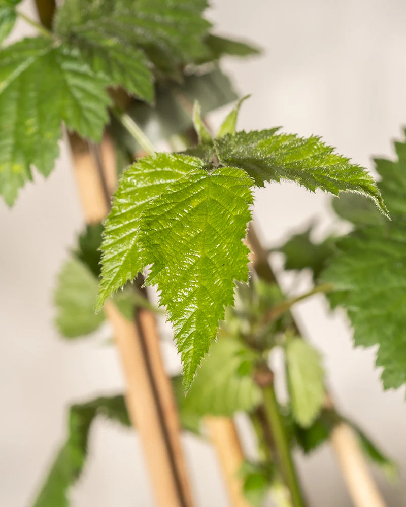 Brombeere - Image 9
