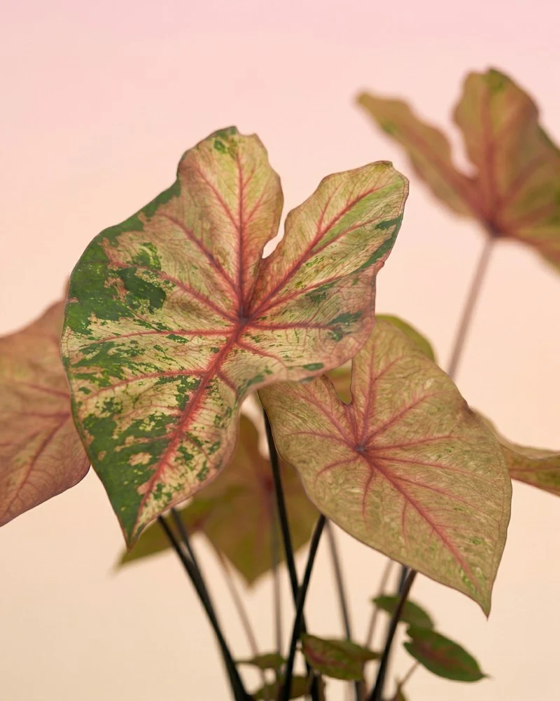 Caladium 'Autumn Beauty' - Image 10