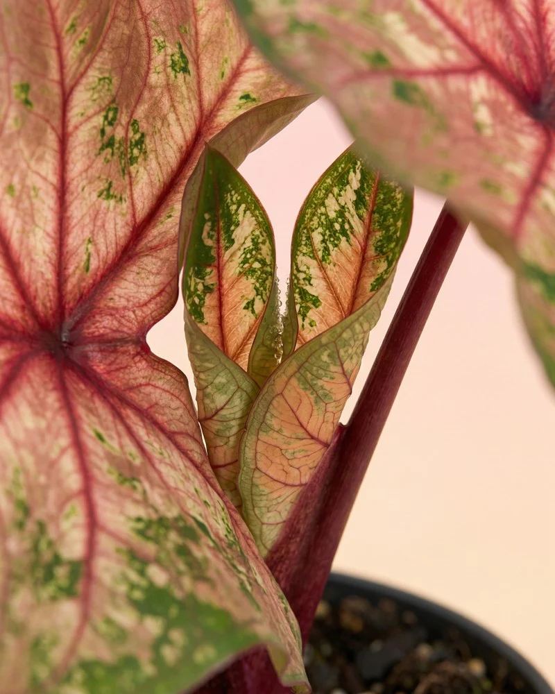 Caladium 'Autumn Beauty' - Image 9
