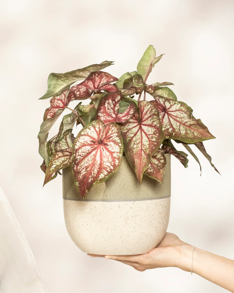 Caladium bicolor