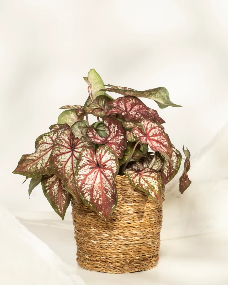 Caladium bicolor - Image 10