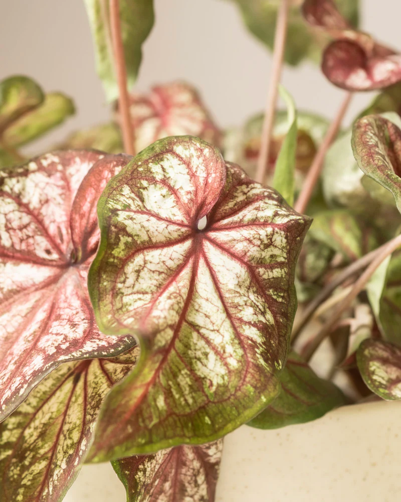 Caladium bicolor - Image 11