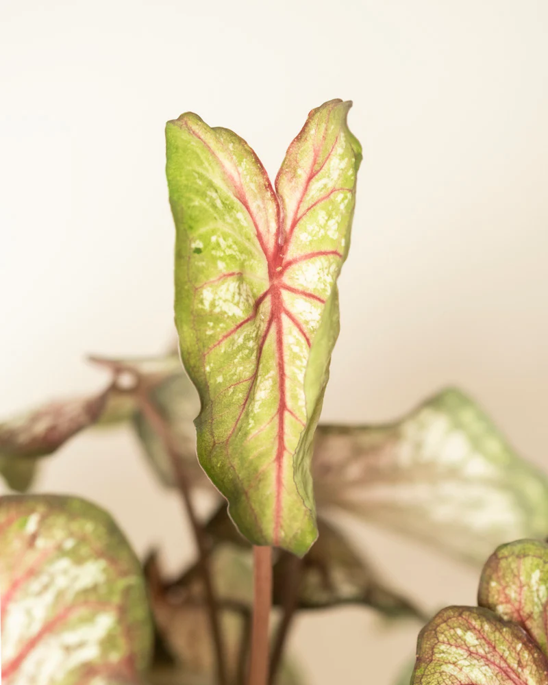 Caladium bicolor - Image 12