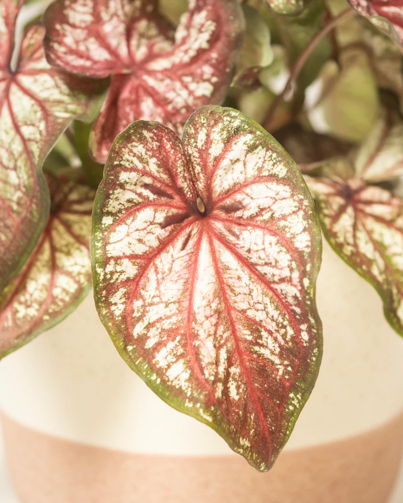 Caladium bicolor - Image 13