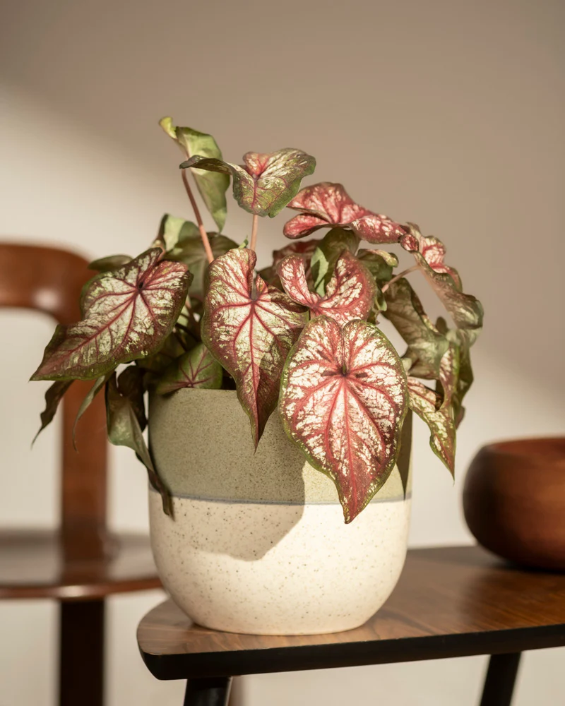 Caladium bicolor - Image 15