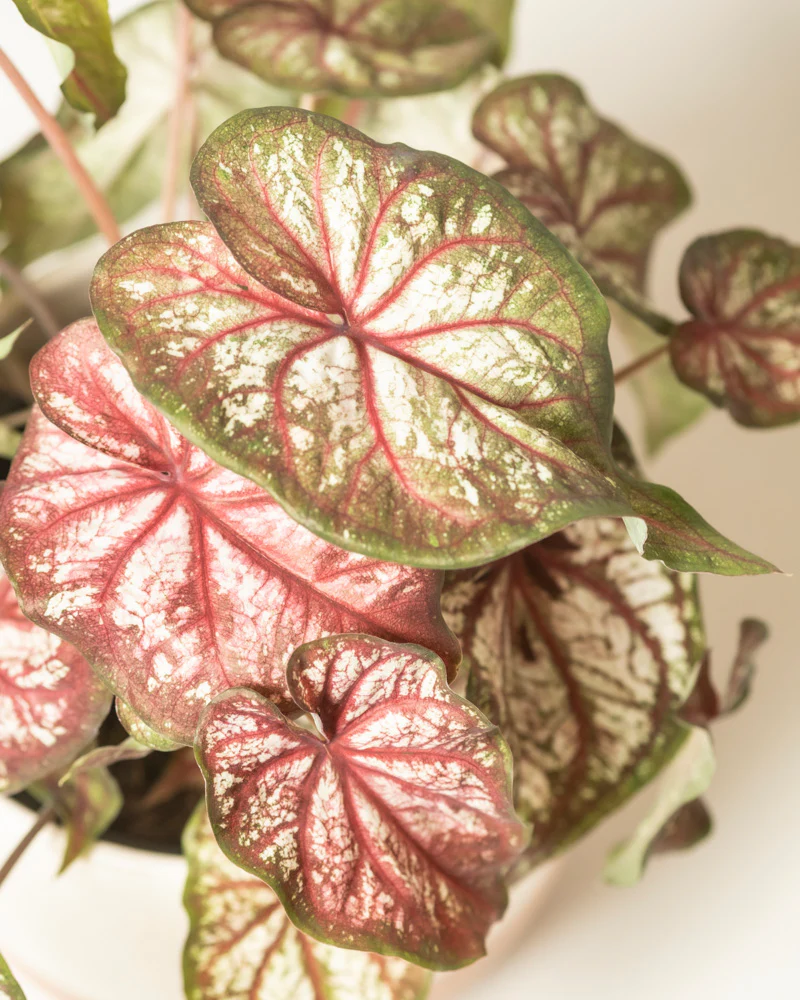Caladium bicolor - Image 2